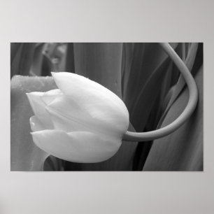 Schwarz-Weiß-Tulip Poster