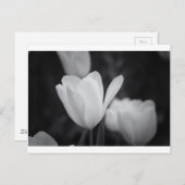 Schwarz-Weiß-Tulip Postkarte (Vorne/Hinten)