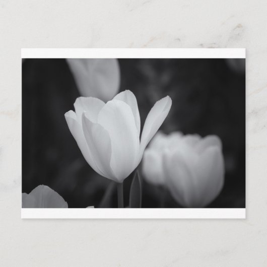 Schwarz-Weiß-Tulip Postkarte (Vorderseite)