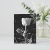 Schwarz-Weiß-Tulip Postkarte (Stehend Vorderseite)