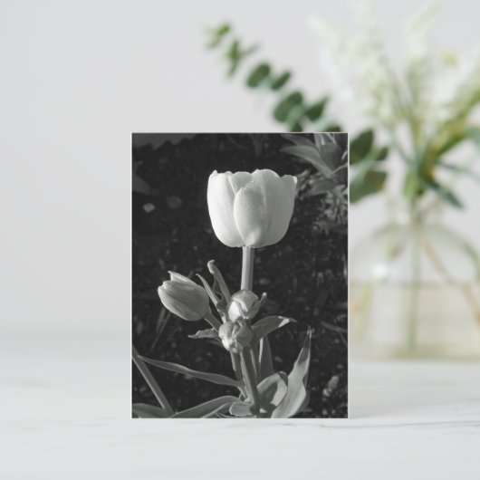 Schwarz-Weiß-Tulip Postkarte (Stehend Vorderseite)