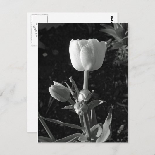 Schwarz-Weiß-Tulip Postkarte (Vorne/Hinten)