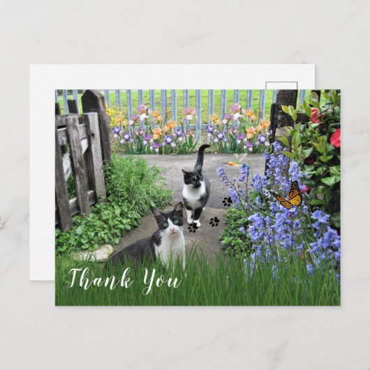 Schwarz-Weiß Tuxedo Katzen im Garten Vielen Dank Postkarte (Vorne/Hinten)