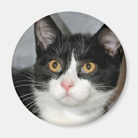 Schwarz-Weiß-Tuxedo-Katzenmagnete Magnet (Vorne)