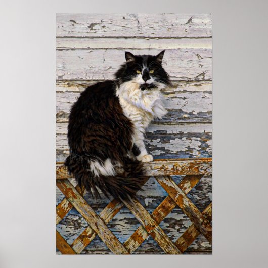 Schwarz-Weiß Tuxedo Tom Katze auf dem alten Zaun Poster (Vorne)