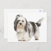 Schwarz-Weiß-Tzu-Welpen Postkarte (Vorne/Hinten)