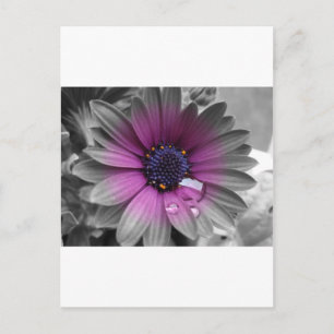 Schwarz weiß und Farbe Pflanze Postkarte