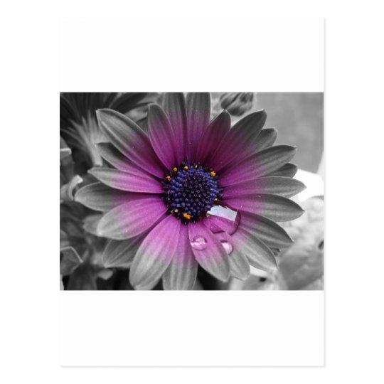 Schwarz Weiss Und Farbe Sehr Schone Pflanze Postkarte Zazzle De
