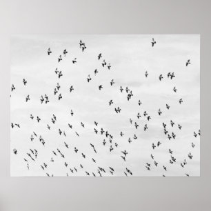 Schwarz-Weiß-Vogel-Motion-Poster Poster