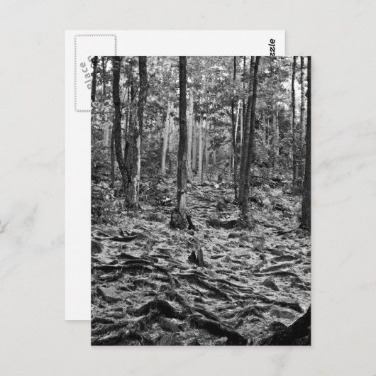 Schwarz-Weiß-Wald Postkarte (Vorne/Hinten)