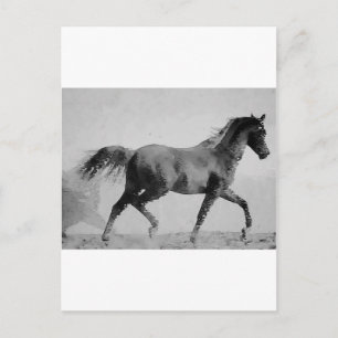 Schwarz-Weiß-Wandergangpferd Postkarte