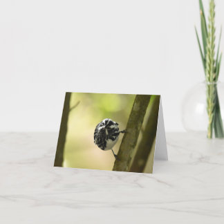 Schwarz-Weiß-Warbler #2 - Blank-Note-Karte Dankeskarte