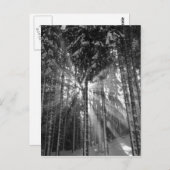Schwarz-Weiß-Winter-Wunderland Postkarte (Vorne/Hinten)