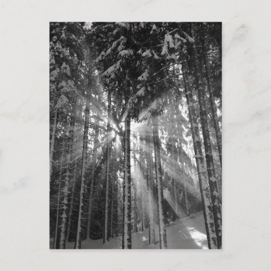 Schwarz-Weiß-Winter-Wunderland Postkarte (Vorderseite)