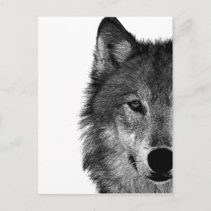 Schwarz-Weiß-Wolf-Augustift Postkarte