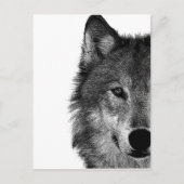 Schwarz-Weiß-Wolf-Augustift Postkarte (Vorderseite)