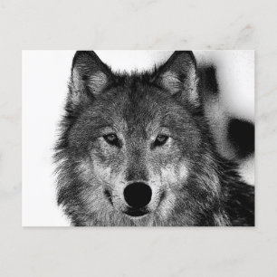 Schwarz-Weiß-Wolf-Kunstwerk Feiertagspostkarte