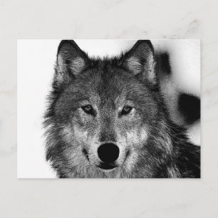 Schwarz-Weiß-Wolf-Kunstwerk Postkarte