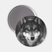 Schwarz-Weiß-Wolf Magnet (Vorderseite/Rückseite)