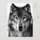 Schwarz-Weiß-Wolf-Portrait Postkarte (Vorderseite)