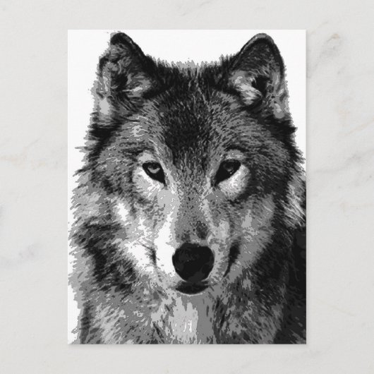 Schwarz-Weiß-Wolf-Portrait Postkarte (Vorderseite)