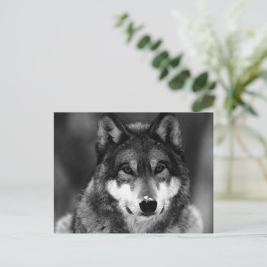 Schwarz-Weiß-Wolf Postkarte (Stehend Vorderseite)