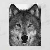 Schwarz-Weiß-Wolf Postkarte (Vorderseite)