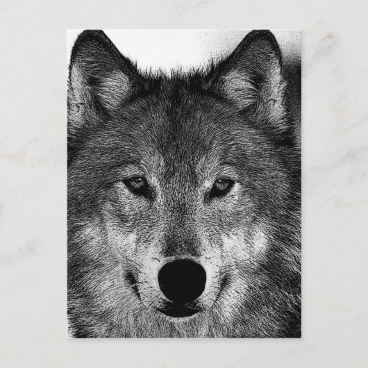 Schwarz-Weiß-Wolf Postkarte (Vorderseite)