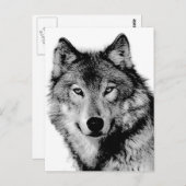 Schwarz-Weiß-Wolf Postkarte (Vorne/Hinten)