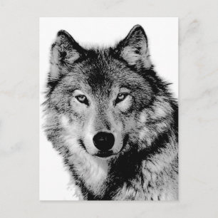 Schwarz-Weiß-Wolf Postkarte