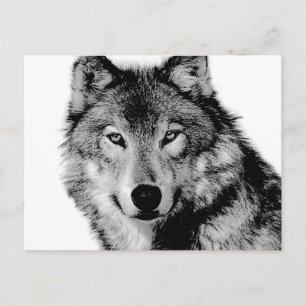 Schwarz-Weiß-Wolf Postkarte