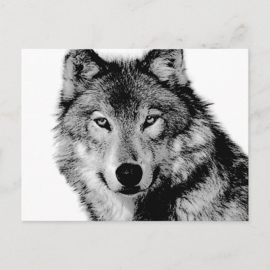 Schwarz-Weiß-Wolf Postkarte (Vorderseite)
