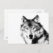 Schwarz-Weiß-Wolf Postkarte (Vorne/Hinten)