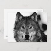 Schwarz-Weiß-Wolf Postkarte (Vorne/Hinten)