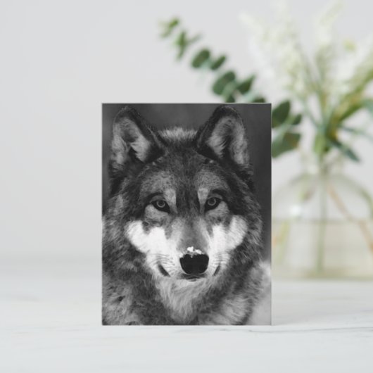 Schwarz-Weiß-Wolf Postkarte (Stehend Vorderseite)