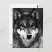Schwarz-Weiß-Wolf Postkarte (Vorne/Hinten)