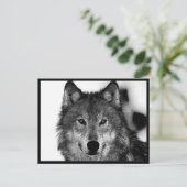 Schwarz-Weiß-Wolf Postkarte (Stehend Vorderseite)