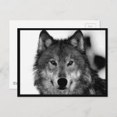 Schwarz-Weiß-Wolf Postkarte (Vorne/Hinten)