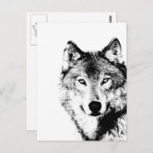 Schwarz-Weiß-Wolf Postkarte (Vorne/Hinten)