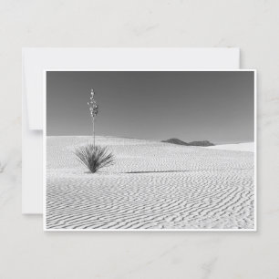 Schwarz-Weiß-Wüste-Sanddünen mit Yucca Postkarte