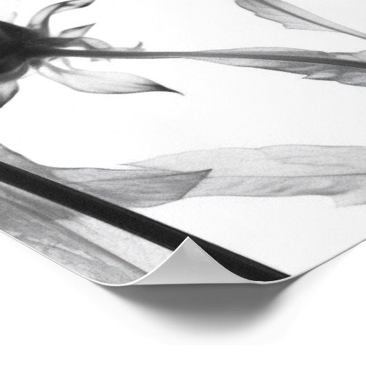 Schwarz-Weiß-X-Ray-Blume Poster (Ecke)