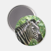 Schwarz-Weiß-Zebra-Magnet Magnet (Vorderseite/Rückseite)