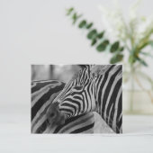 Schwarz/Weiß-Zebra-Postkarte Postkarte (Stehend Vorderseite)