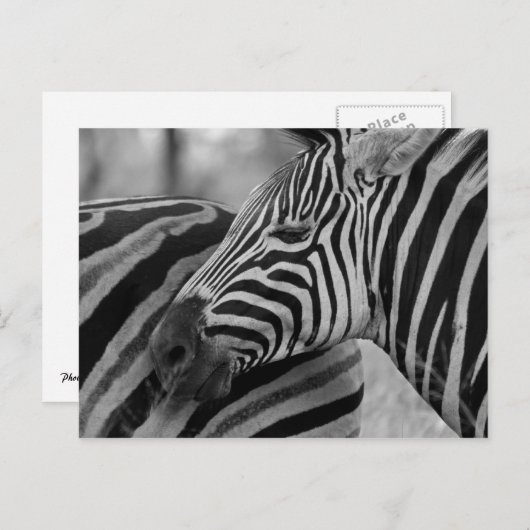Schwarz/Weiß-Zebra-Postkarte Postkarte (Vorne/Hinten)