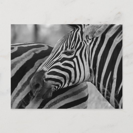Schwarz/Weiß-Zebra-Postkarte Postkarte (Vorderseite)