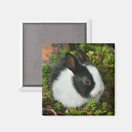 Schwarz-Weiß-Zwerg Mini Bunny Rabbit Magnet (Vorderseite/Rückseite)
