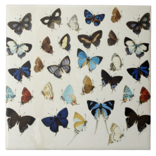 SCHWARZ-WEISSE BLAUE BUTTERFLIES Schönheit Natur L Fliese