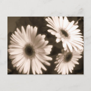 Schwarz-weiße Blume Postkarte