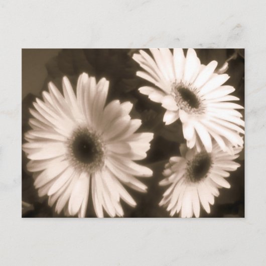 Schwarz-weiße Blume Postkarte (Vorderseite)