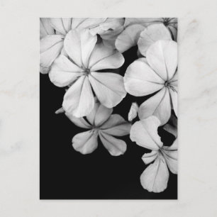 Schwarz-weiße Blumenmuster Postkarte